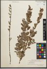 Foto von Salix starkeana Willd.